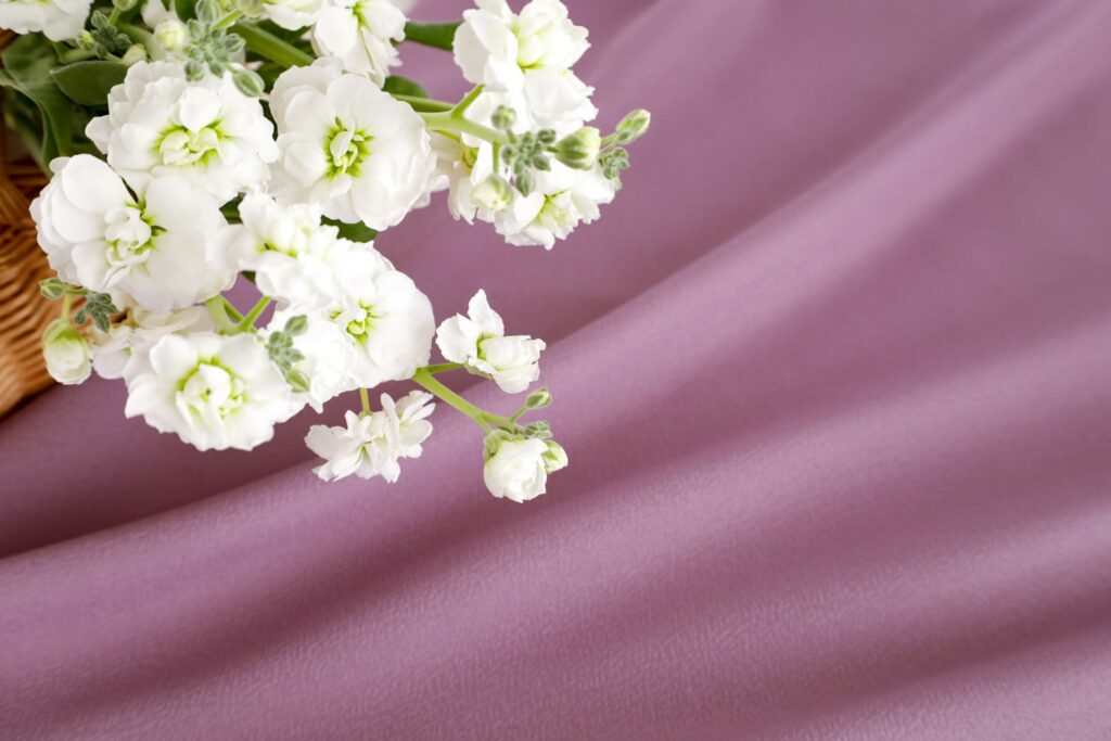 美しい白い花の素材　紫のドレープ背景